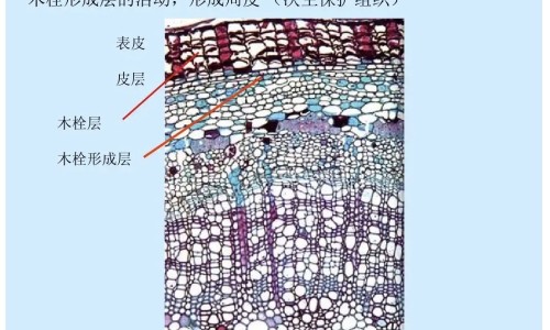 灵黄的功能主治网 - 灵黄芪的作用与功效,灵功效作用与主治